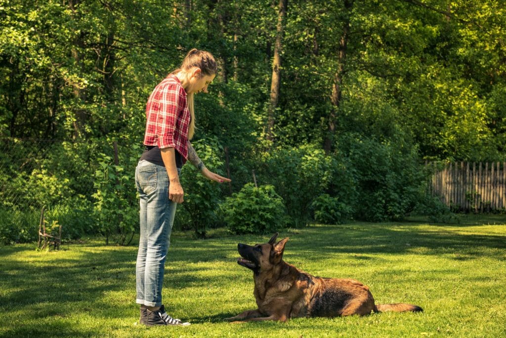 Young woman tell dog to lay down on grass,obedience training