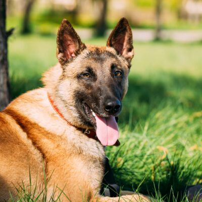 Malinois Dog Sit Outdoors In Green Grass